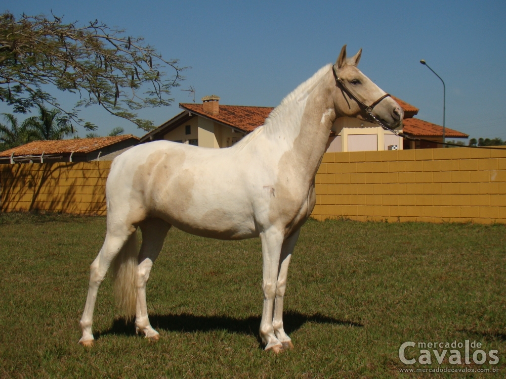 GATA LOIRA RJR