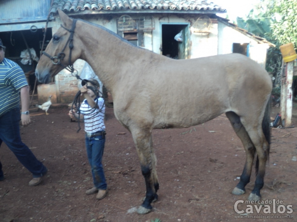 Q'LINDA DO WALARA DA TROPA DO CBL