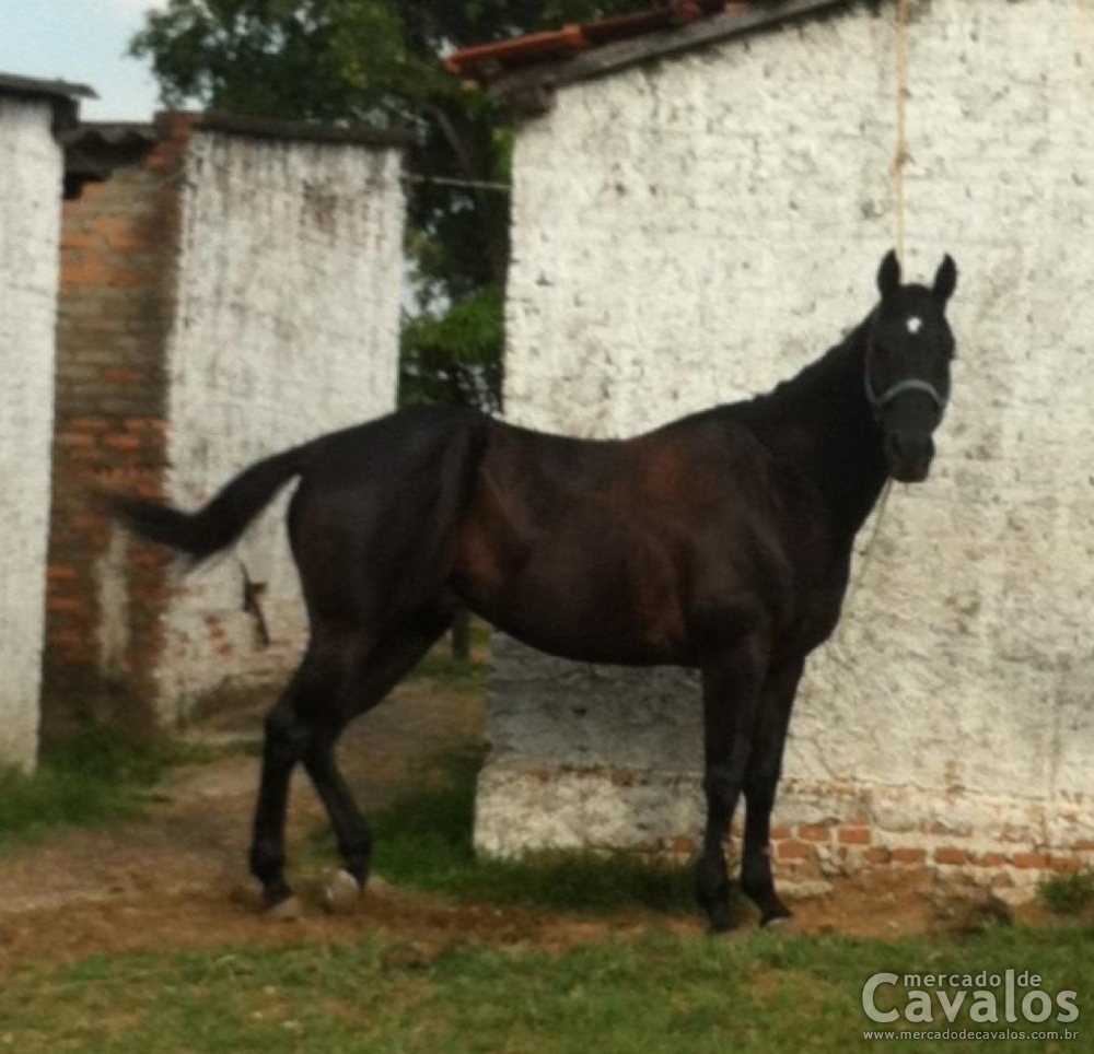 MR. SIERRA ILUSION