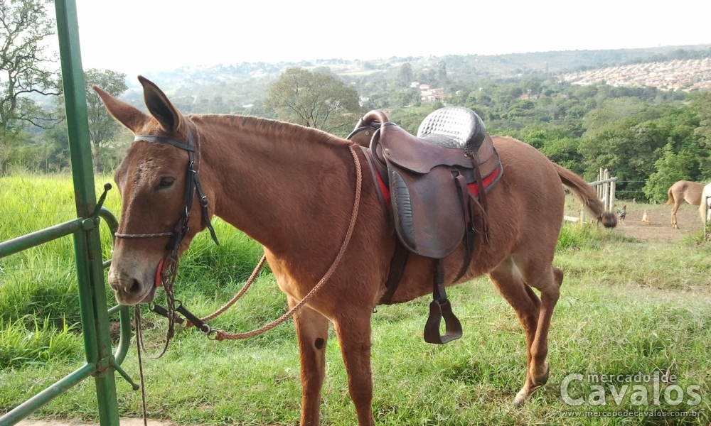 FEITICEIRA
