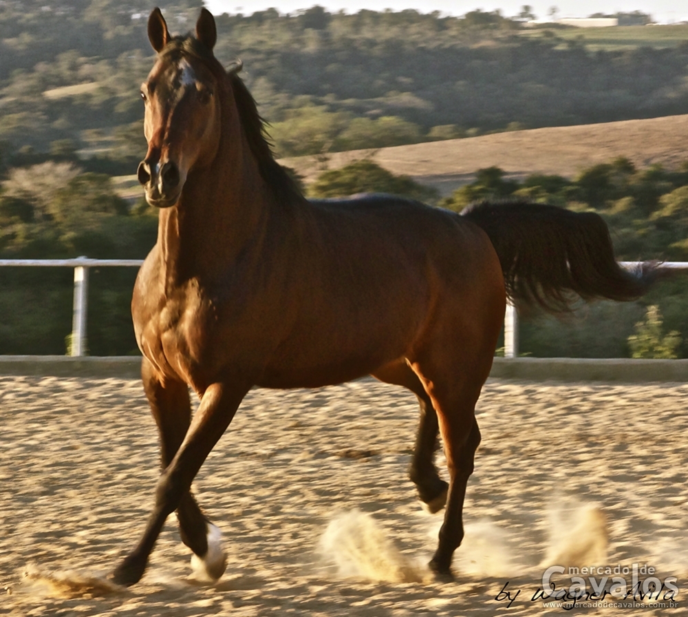 D'JERID CHIQUINHO