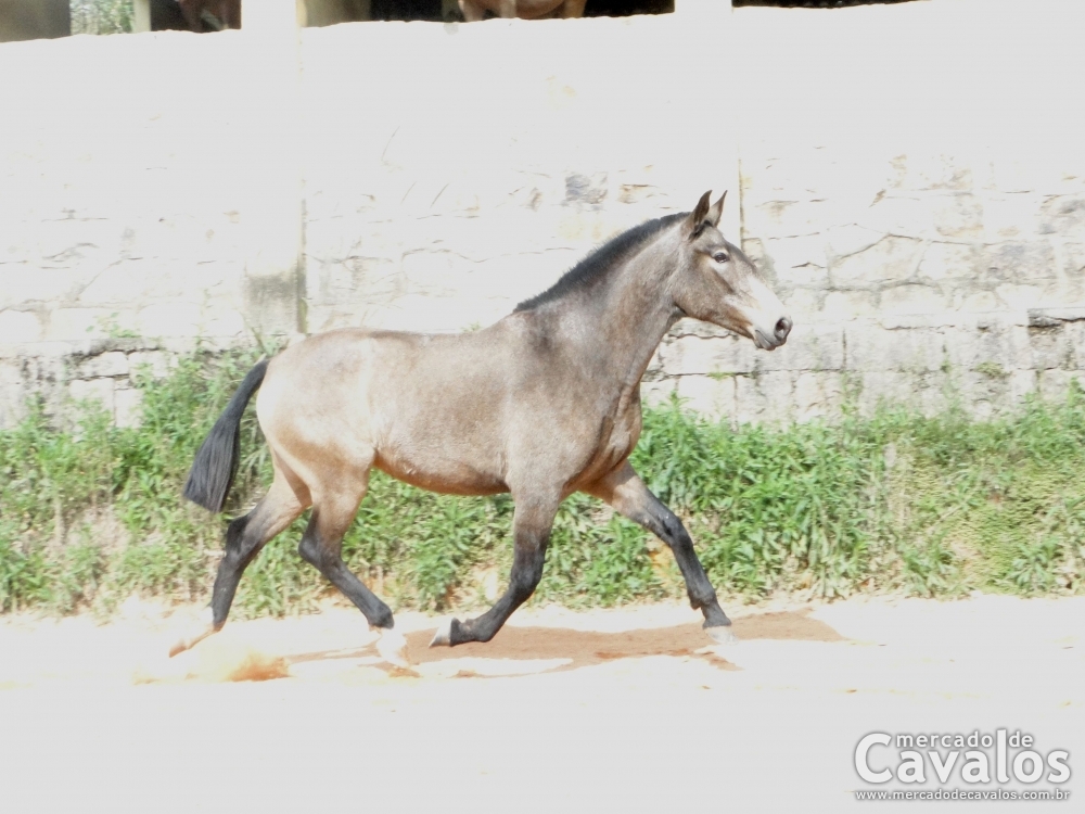 GAIA DA LEOPOLDINA