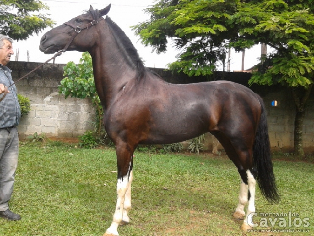 MANGALARGA PAULISTA