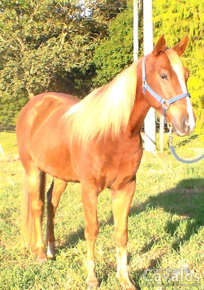 HANCOCK LIDER