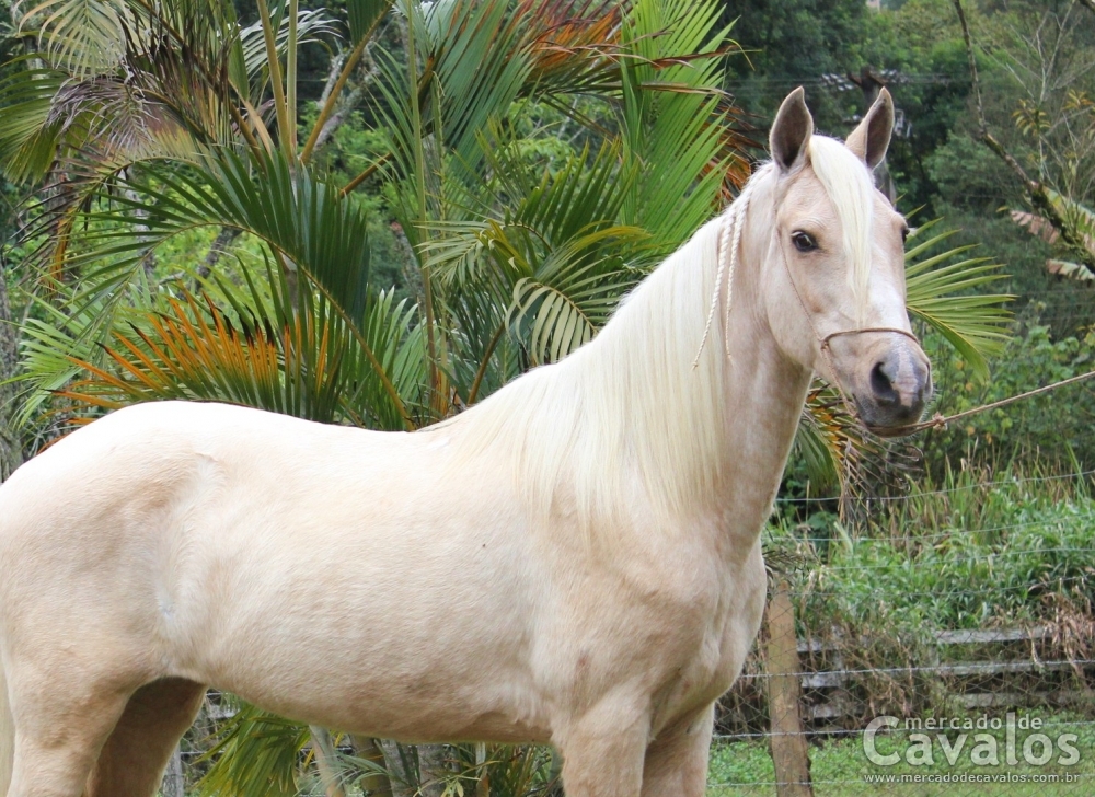 GRANFINA DO RASF