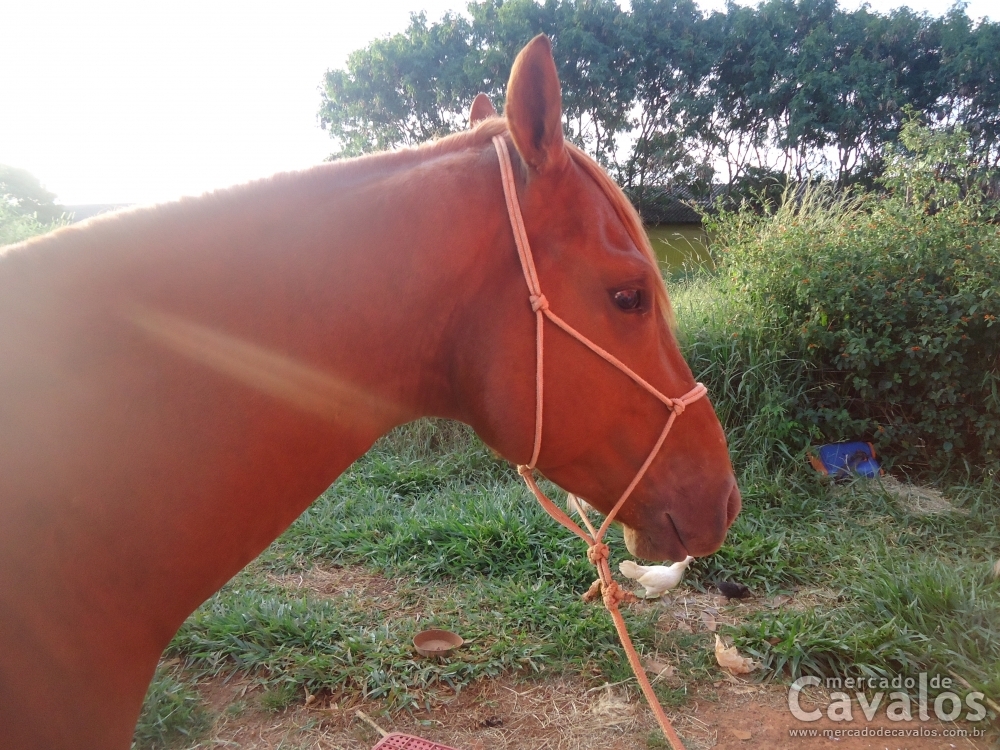 BANDOLEIRO APOLLO