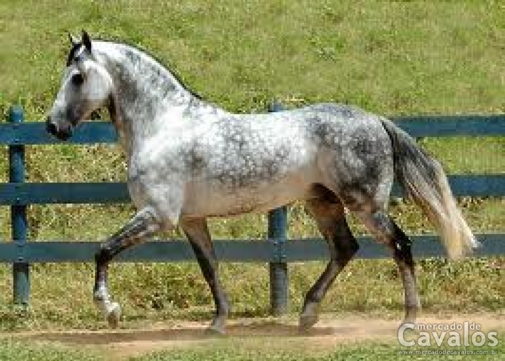 HARAS**