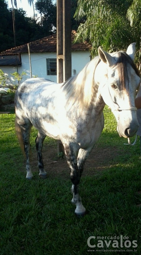 PAGÃO R.C.B.