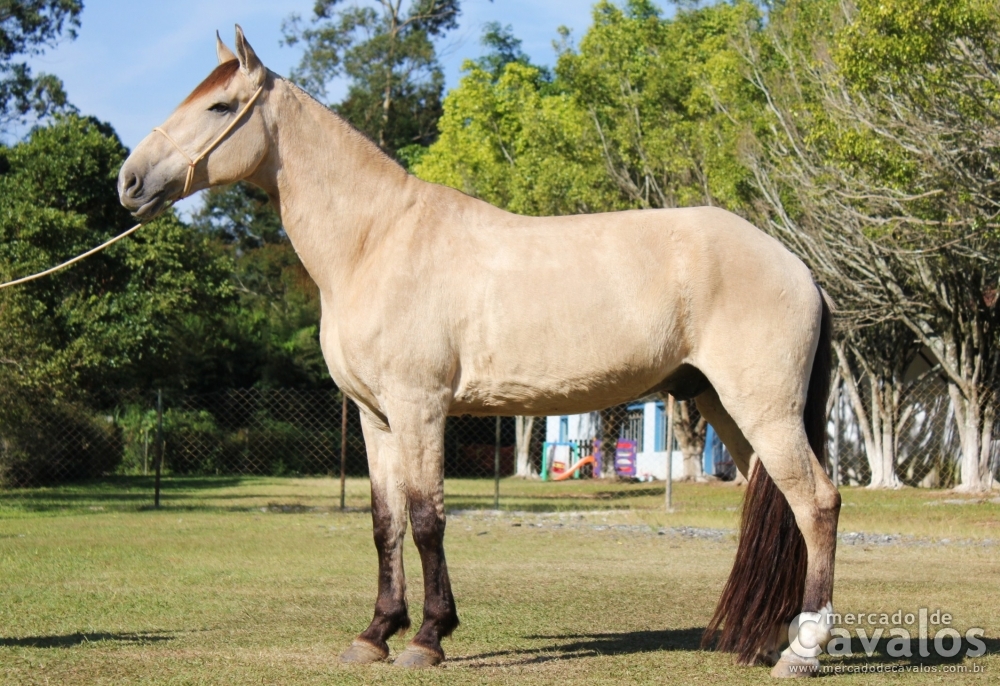 MACALÉ DO ALCANTILADO