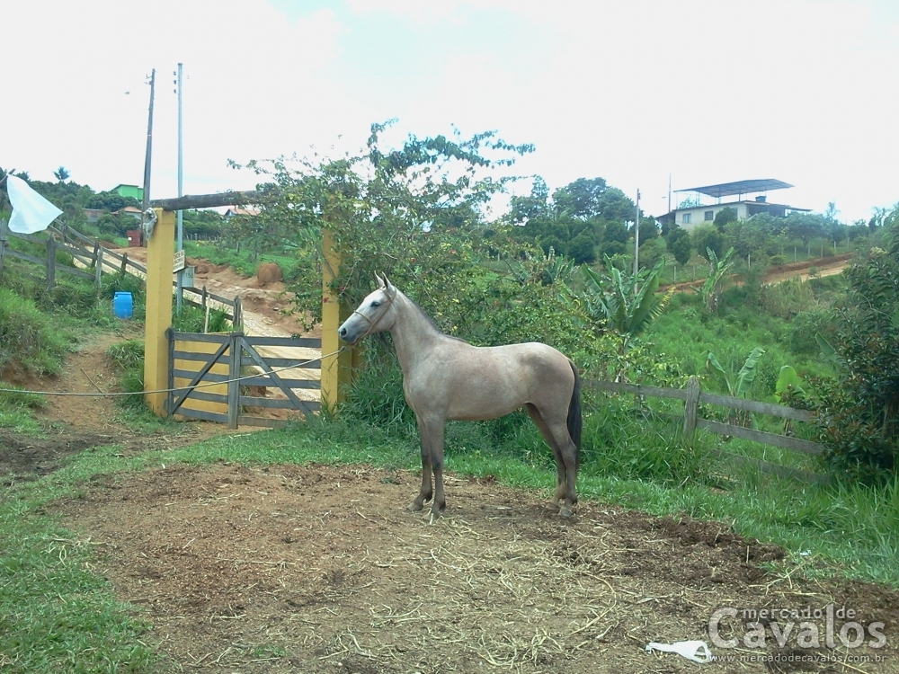 PANDORA DO RANCHO FUTURO