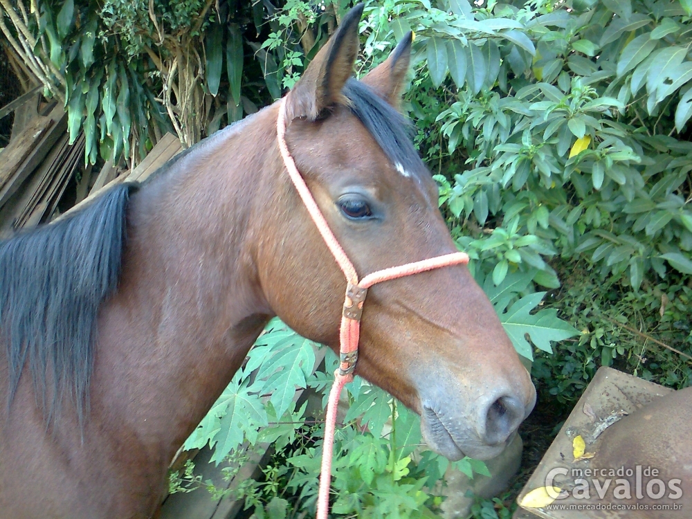 EGUA 1/2 SANGUE AMERICAN TROTTER