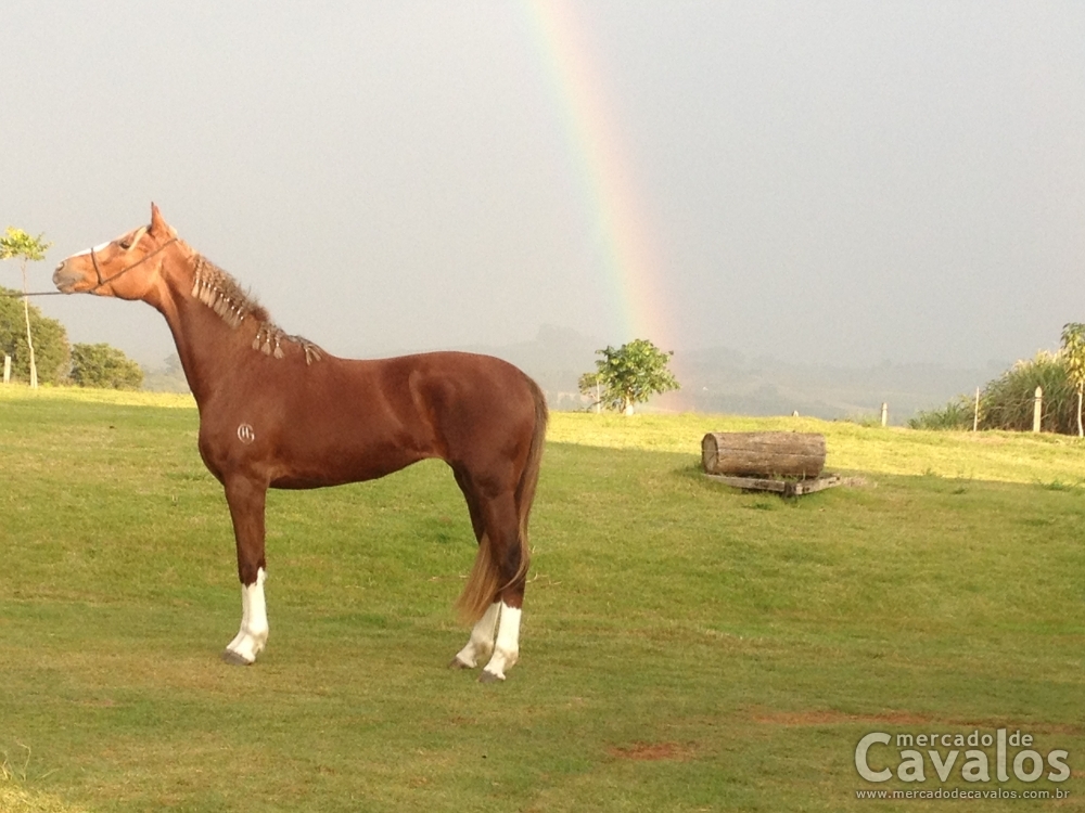 SAVANA HGA