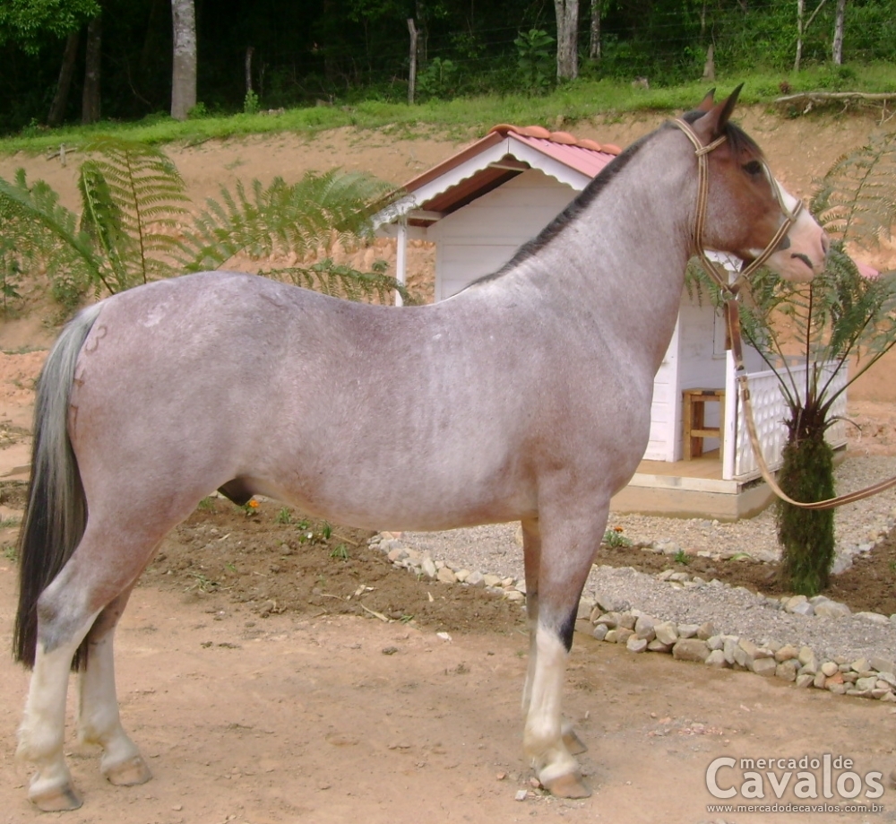 TROMPETE DA RIO BONITO