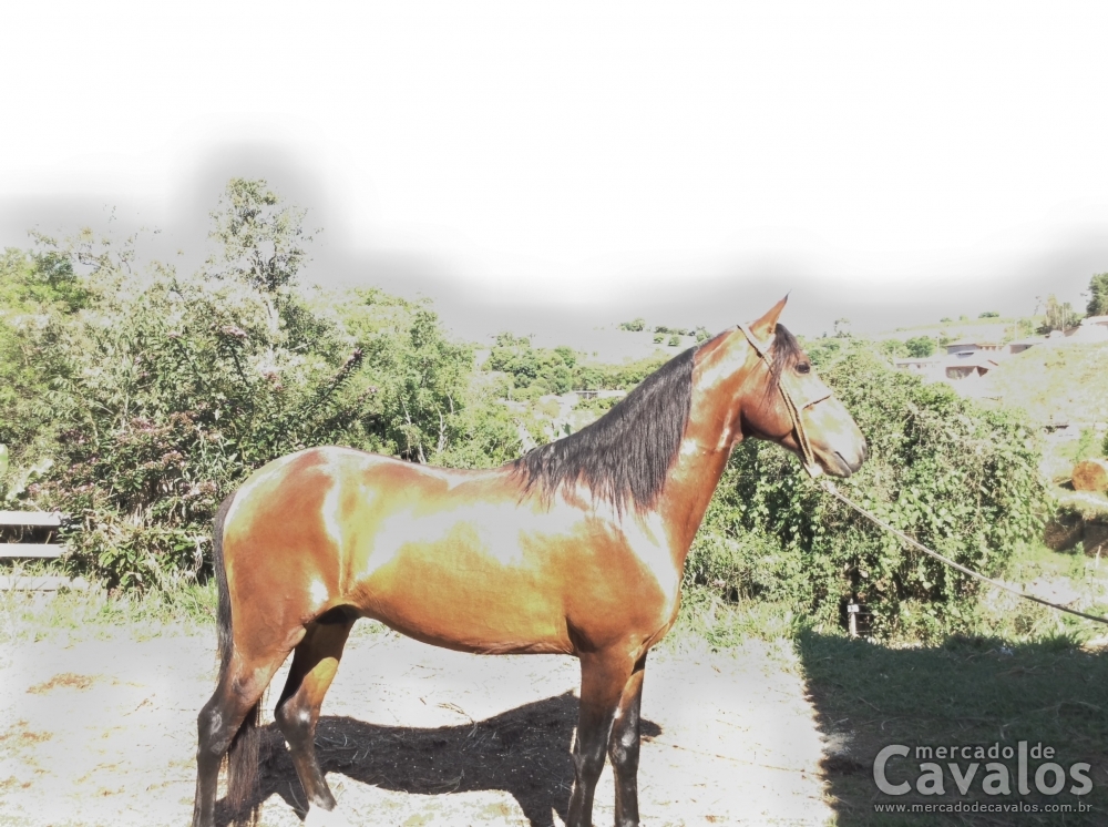 FONTE DO RANCHO FUTURO