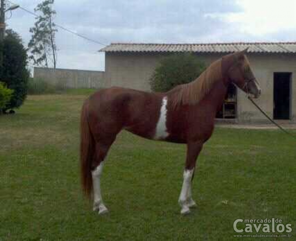 ALVORADA CEL