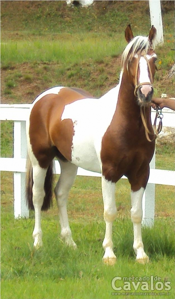 FARRAPO DE SINIMBU