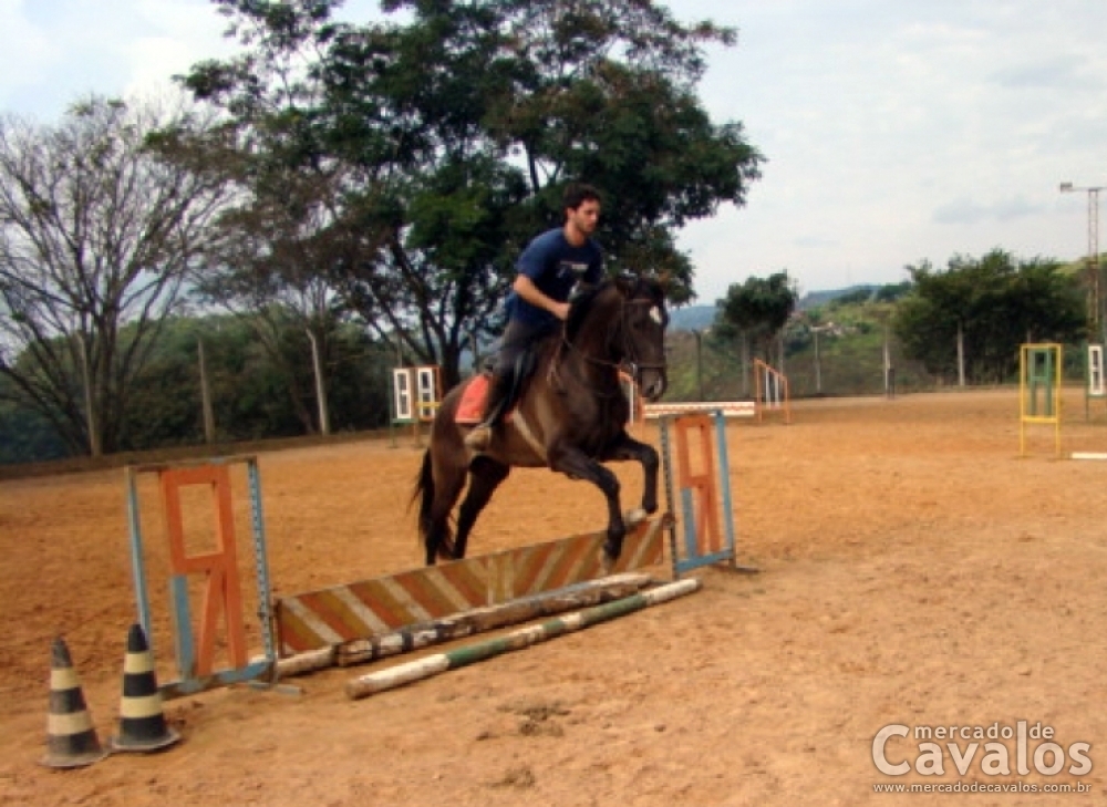 DOURADO V.H.C