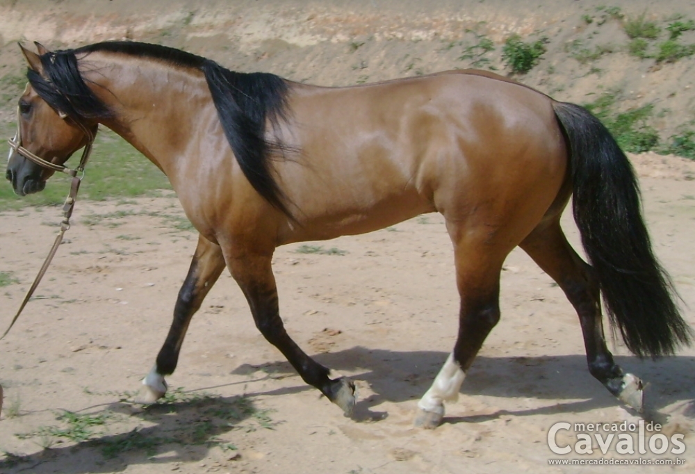 CHARRÚA DA QUERÊNCIA CRIOULA