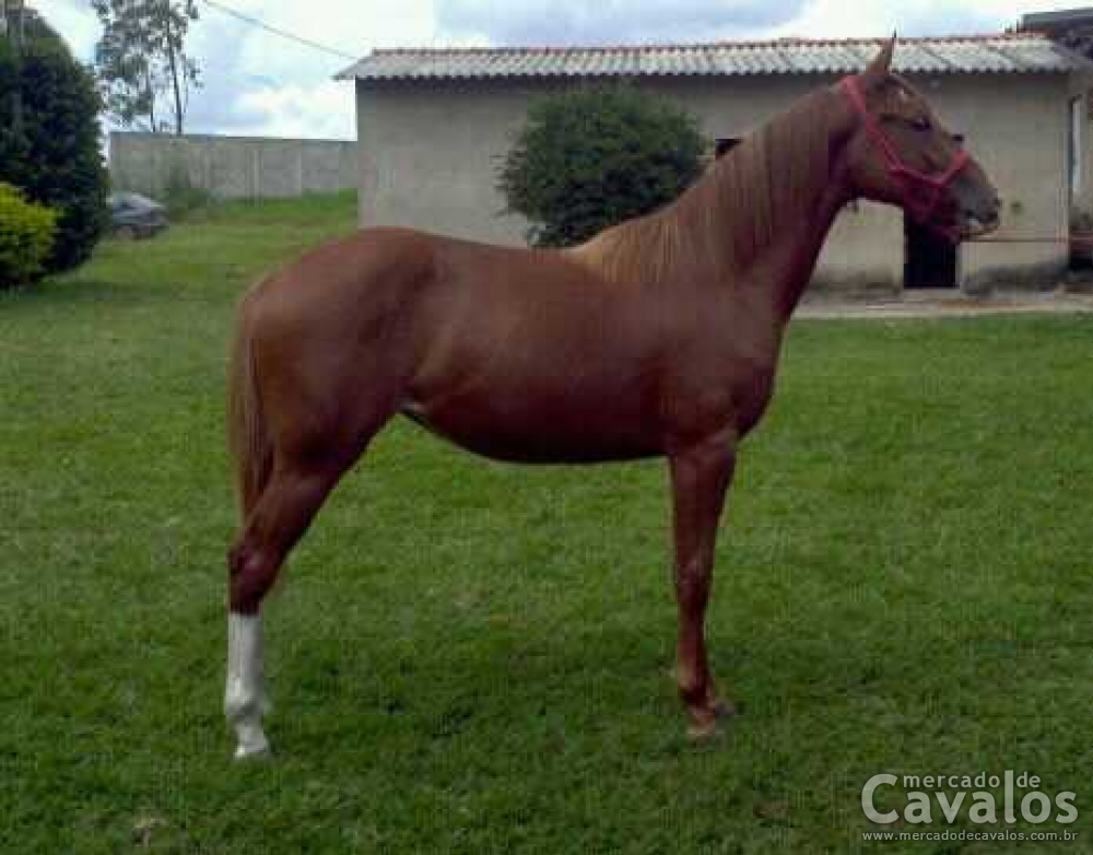 SONHADORA DO FUAD