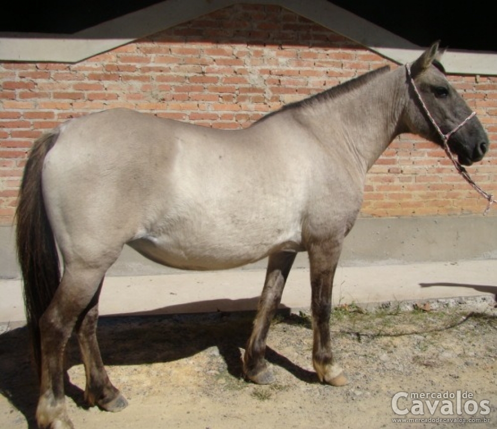 FUMAÇA V.H.C
