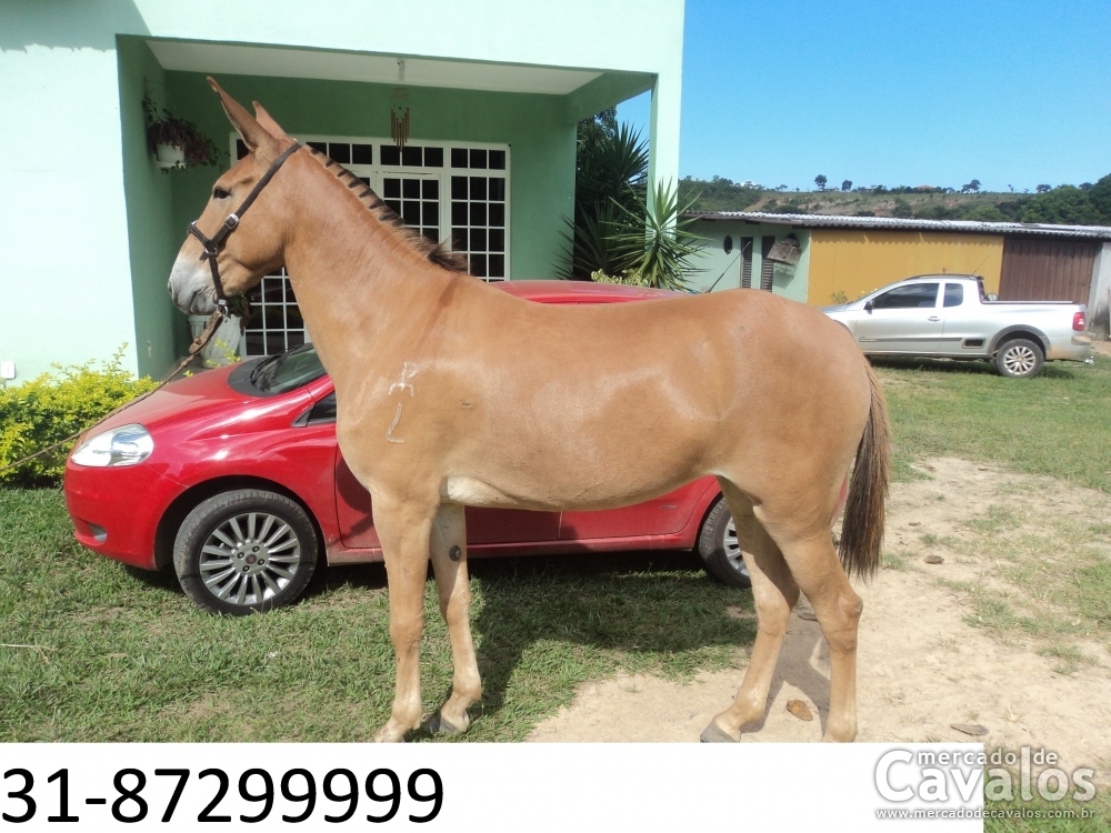 ZOADA DA GAMELEIRA