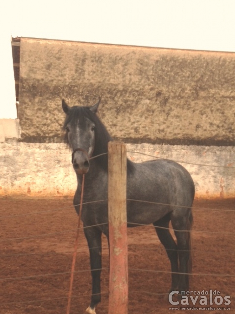 KADU HORSE