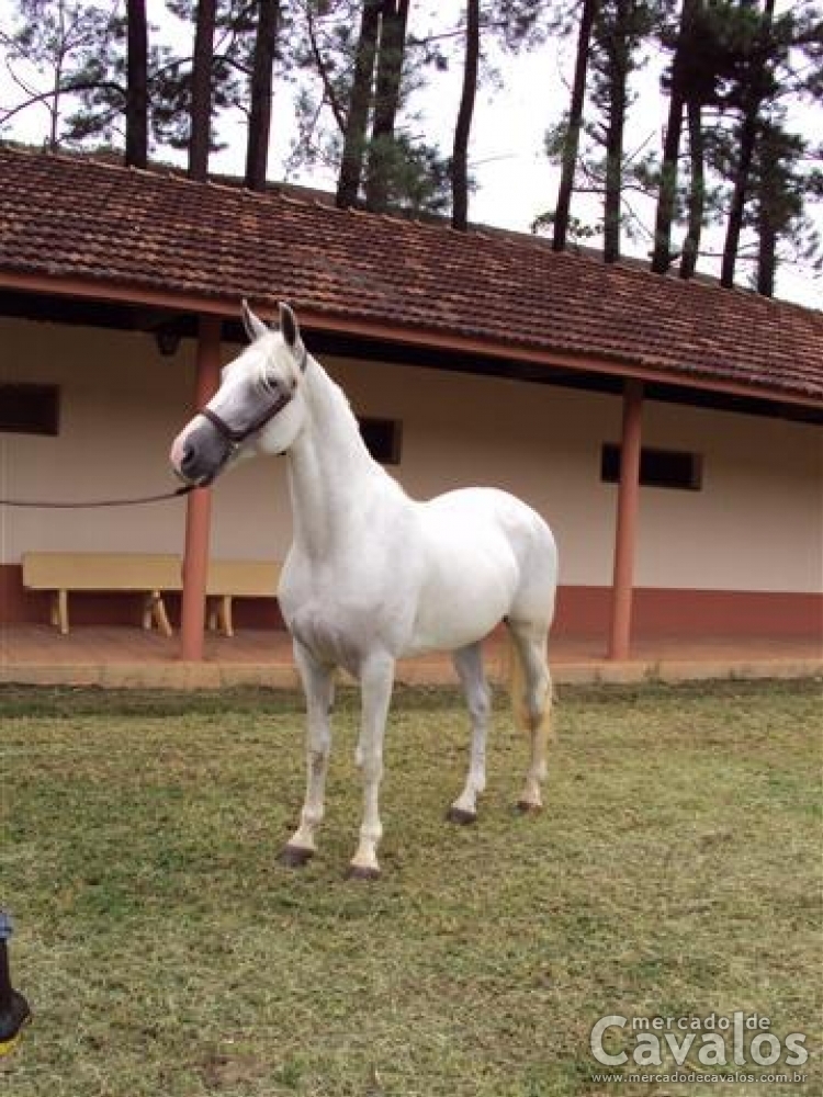TIAZINHA EN