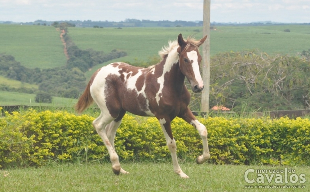 TERRA DO EFI (T.E)