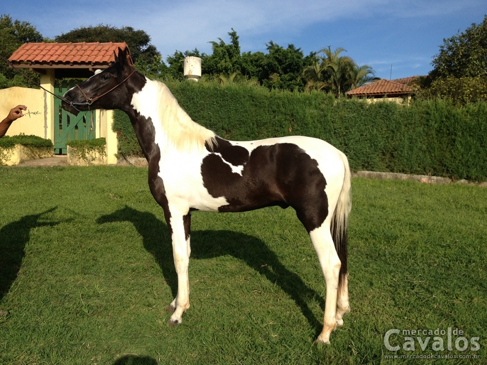 ALASCA DO GADU