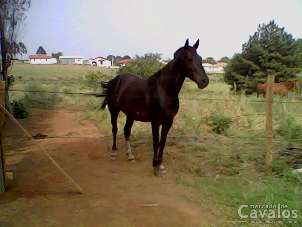 RAIO