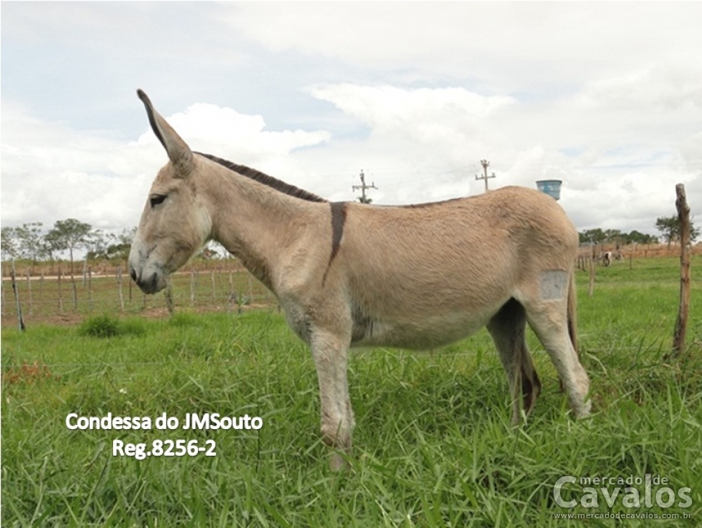 CONDESSA DO JMSOUTO