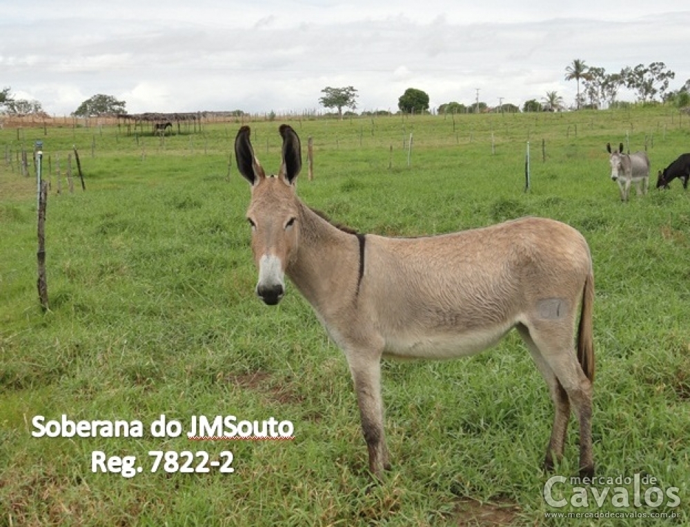SOBERANA DO JMSOUTO