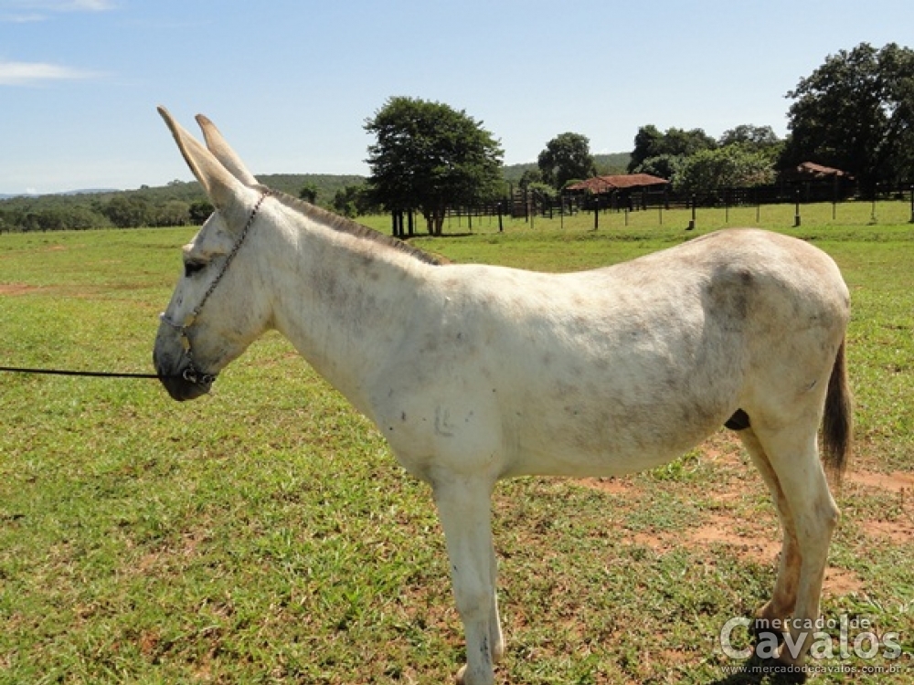 GAVIÃO DE MORUBAHY