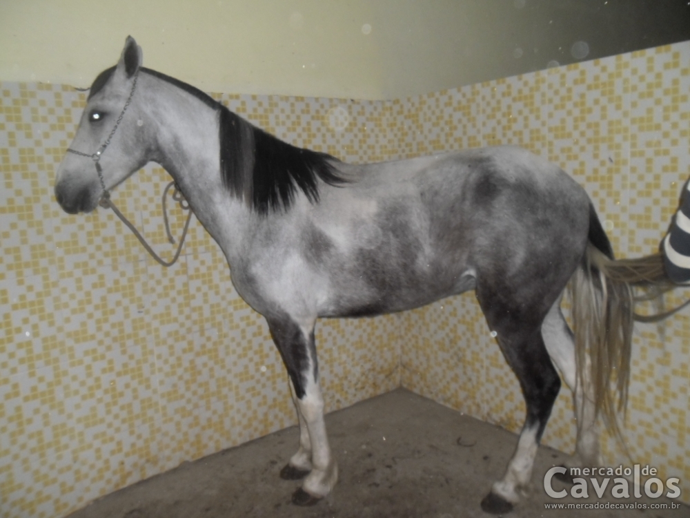 COMANCHE DO RVB