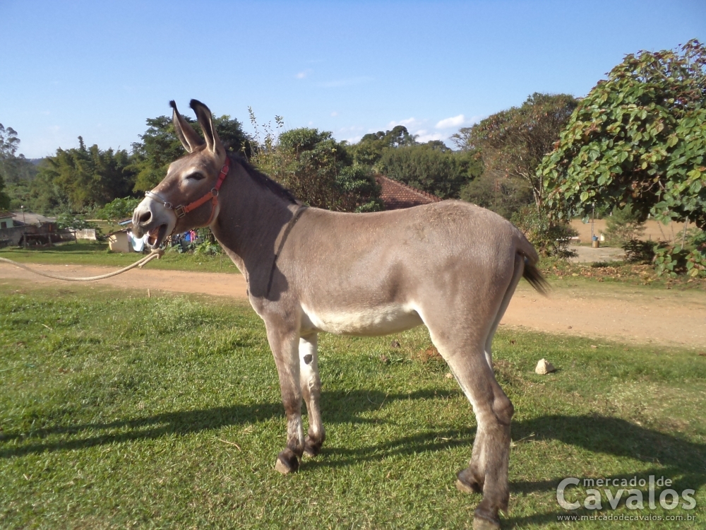 CACHEADO