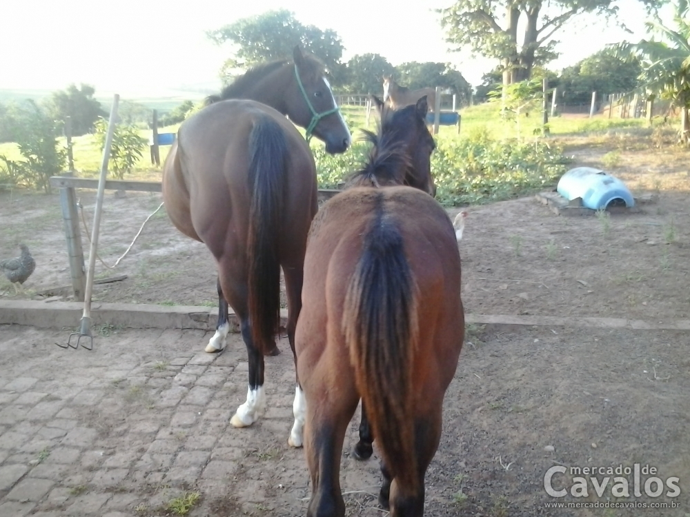 CLANDESTINO DANDY DOC