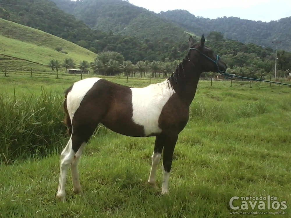 PEROLA NEGRA DE CANÃA