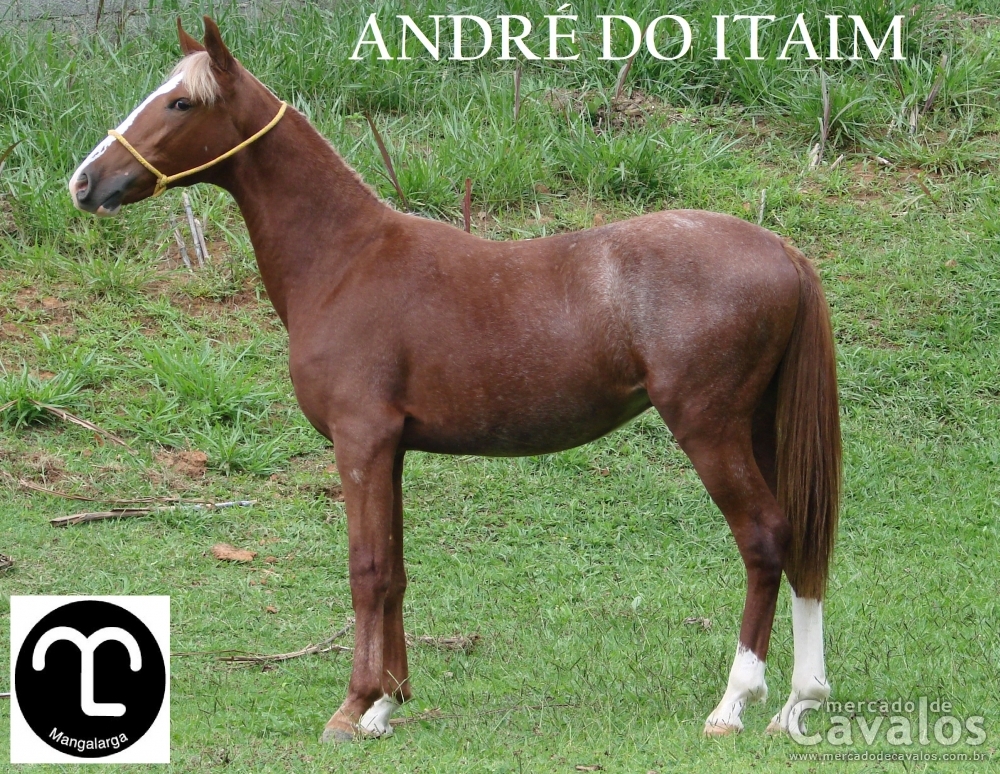 ANDRÉ DO ITAIM