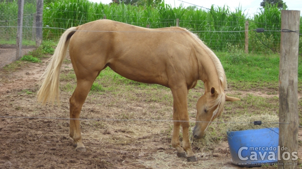 ABSOLUTA SOLANO PEPPY HL