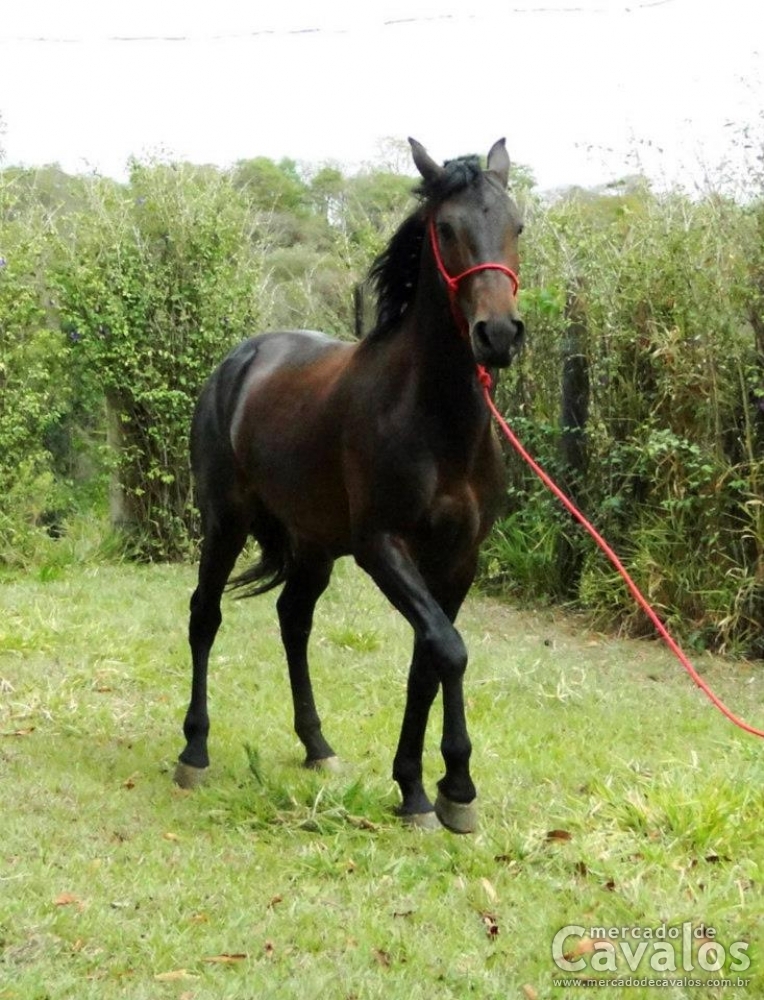 BLACKTHORNE
