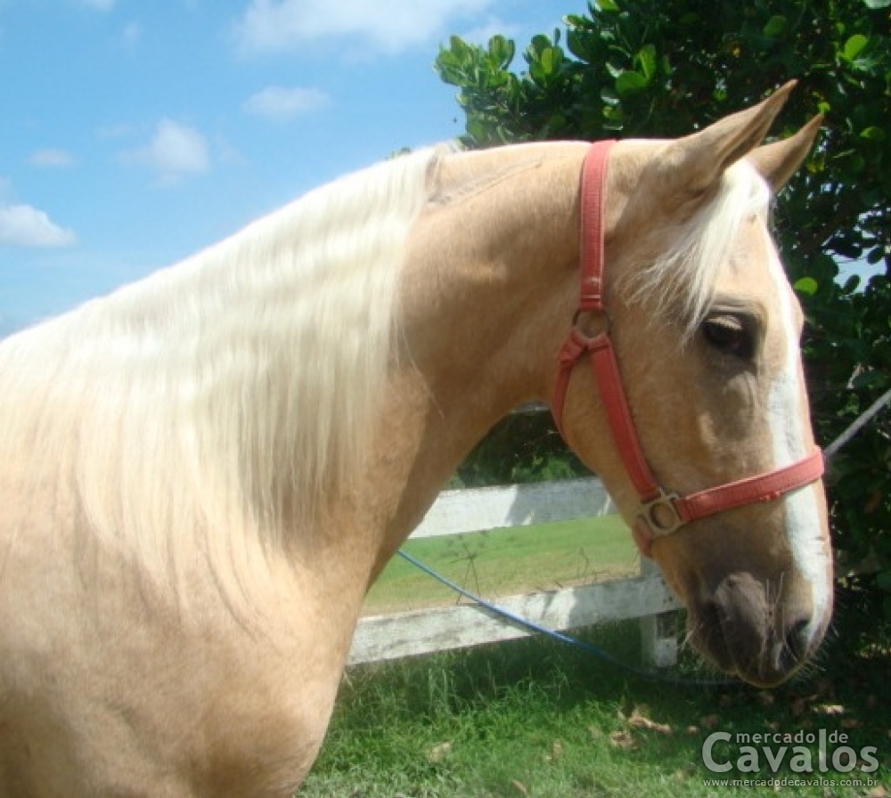 DIAMANTE V.H.C