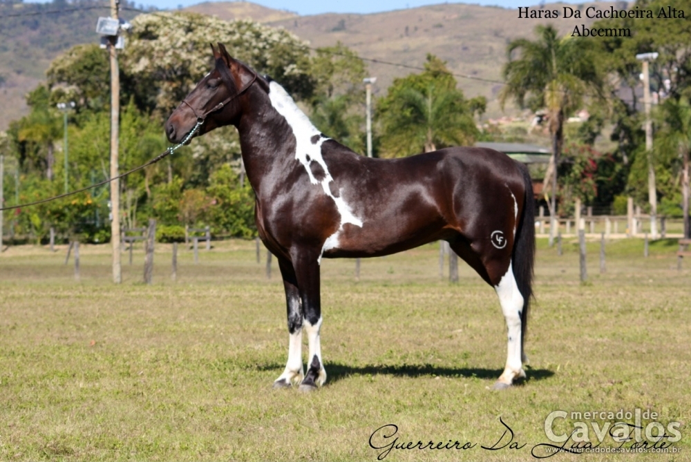 GUERREIRO DA LUA FORTE