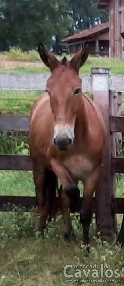 SERTANEJO