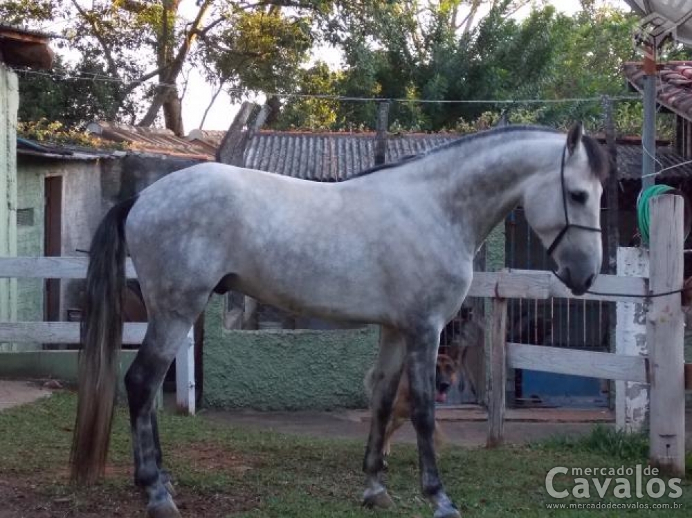 CAVALO LUSITANO