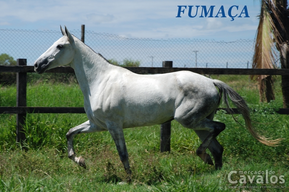 FUMAÇA