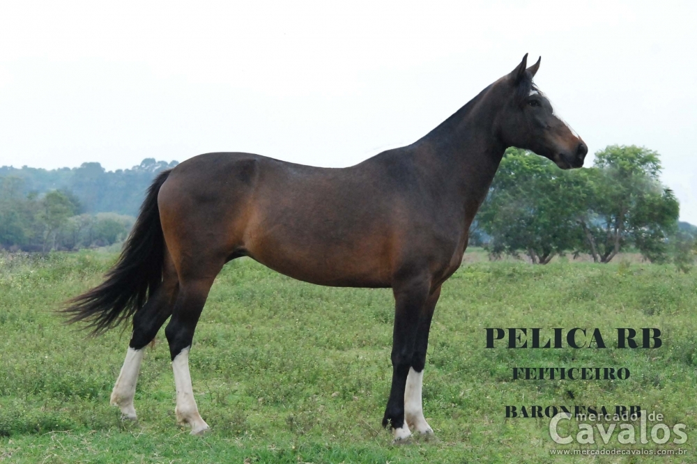 PELICA RB