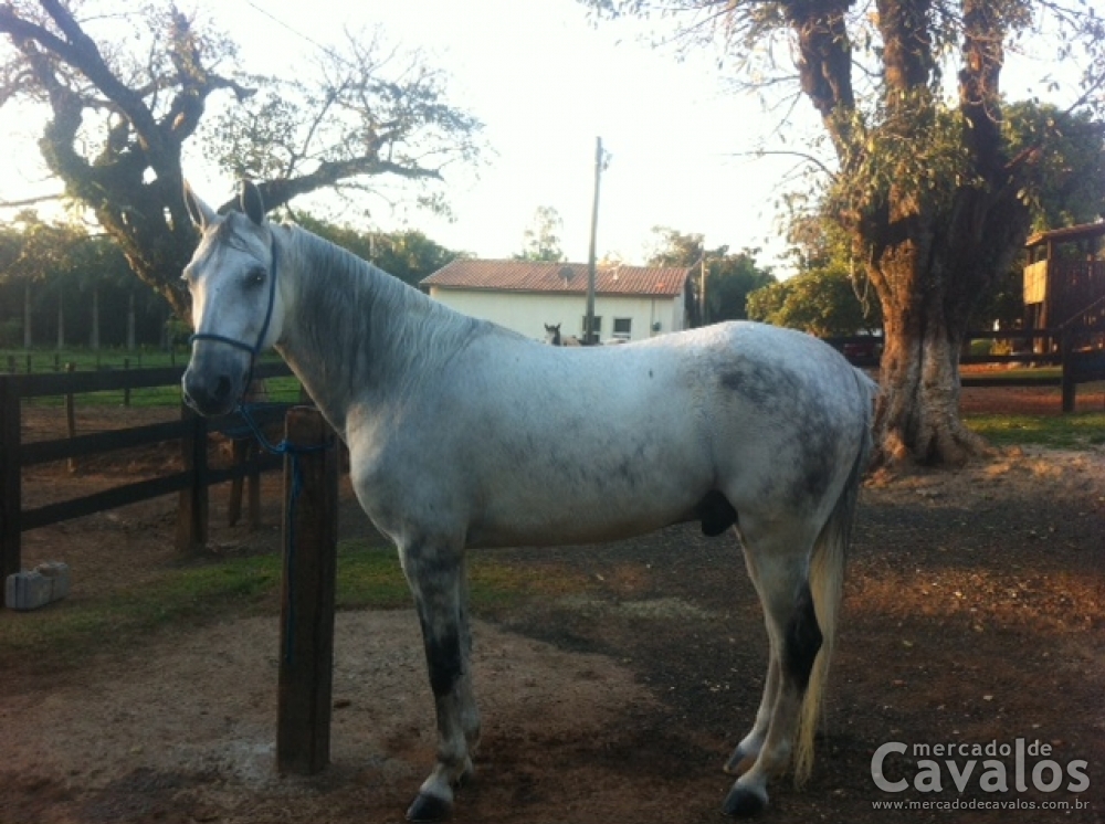 QUIXOTE LORD