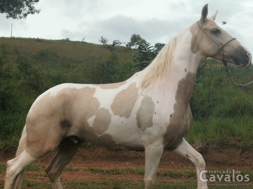 FARAÓ