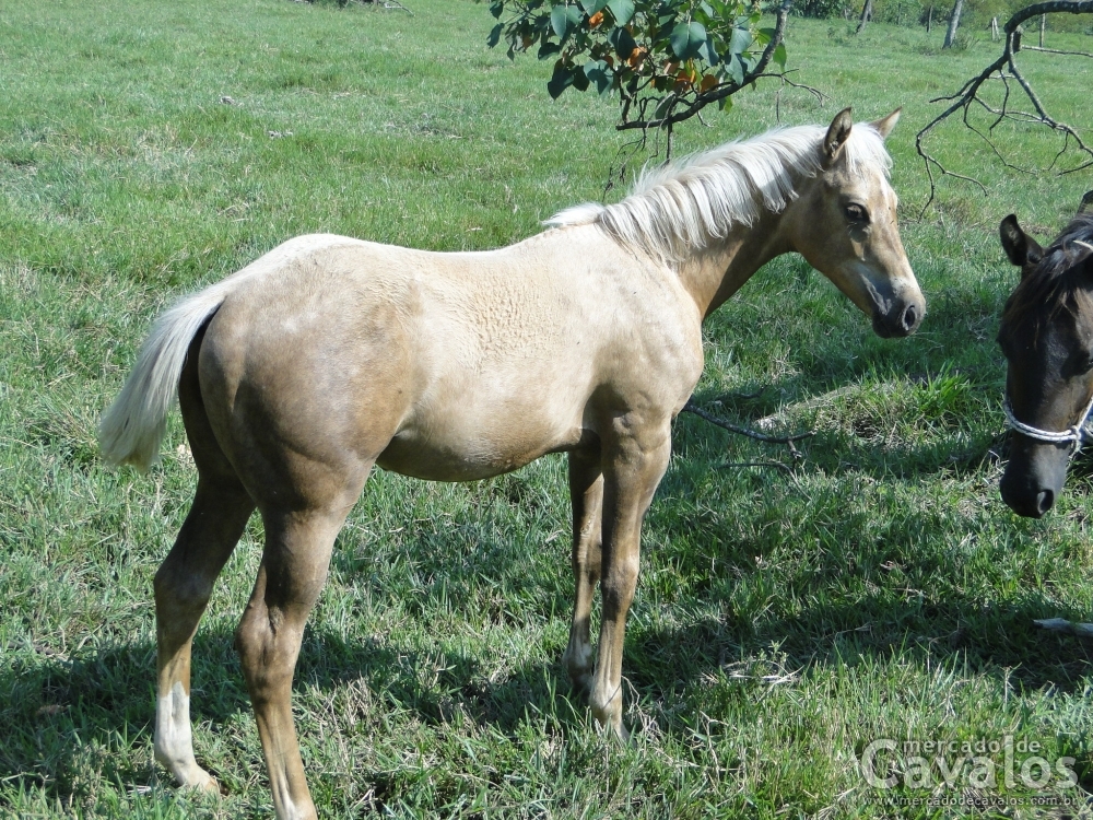 GOLD SKIPPY CODY