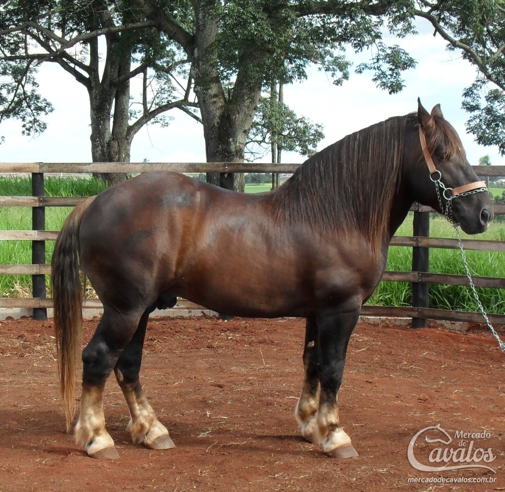L `APACHE